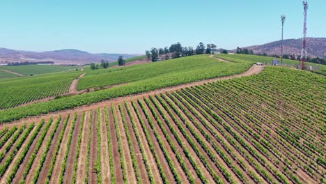 región vinícola de montaña con viñedos en espaldera en suelo arcilloso, valle de leyda, chile central
