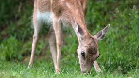 Closeup-Of-Female-Chital,-Spotted-Deer-Eating-Grass-In-The-Wilderness