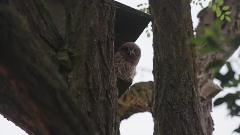 little owl standing on edge of bird box in tree