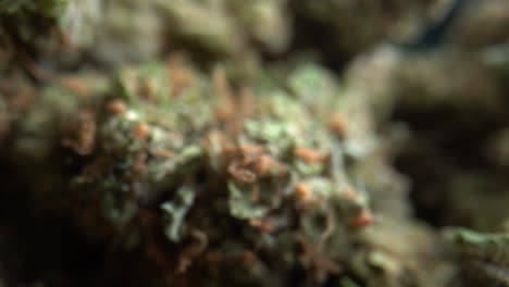 Extreme-close-up-Macro-shot-of-green-trimmed-medical-marijuana-bud