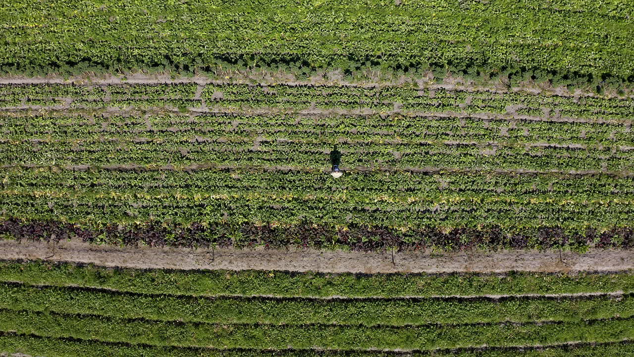 el trabajo de la tierra y que va a entregar