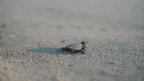 baby turtle hatching walking on the beach to the ocean in puerto escondido, playa bacocho , mexico