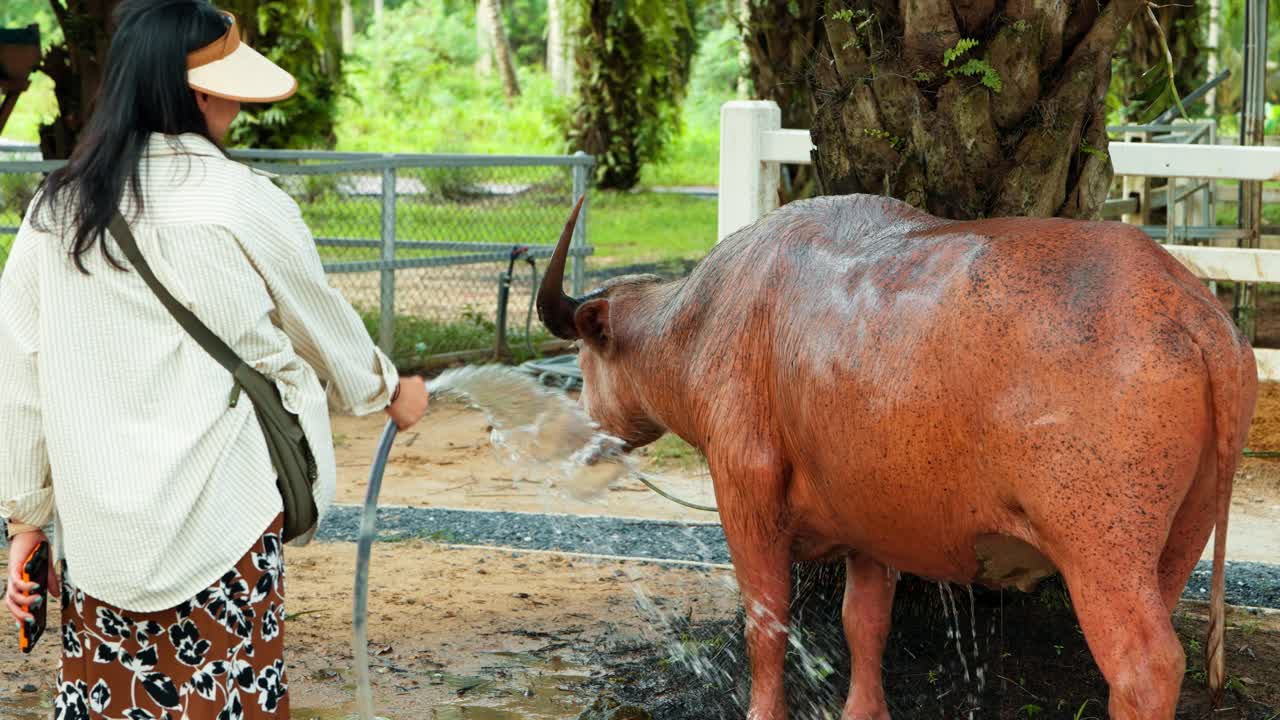 A tourist woman washes a large brown water buffalo with a hose to cool it down on a hot sunny day at a farm in Thailand