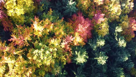 rotating ascending camera movement aerial view over yellow, orange, red and green coloured autumn forest in switzerland