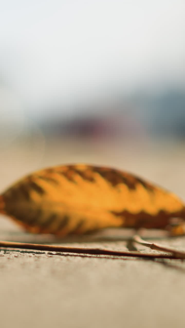 가까이서 클로즈업 매크로로 찍은 포장도로 위의 노란 잎, 줄무늬가 있는 잎맥과 선명한 가장자리, 햇빛이 비치는 따뜻함, 부드러운 보케로 얕게 초점을 맞춤, 조용하고 친밀한 분위기, 섬세한 표면 텍스처, 부드러운 바람과 함께 고요함