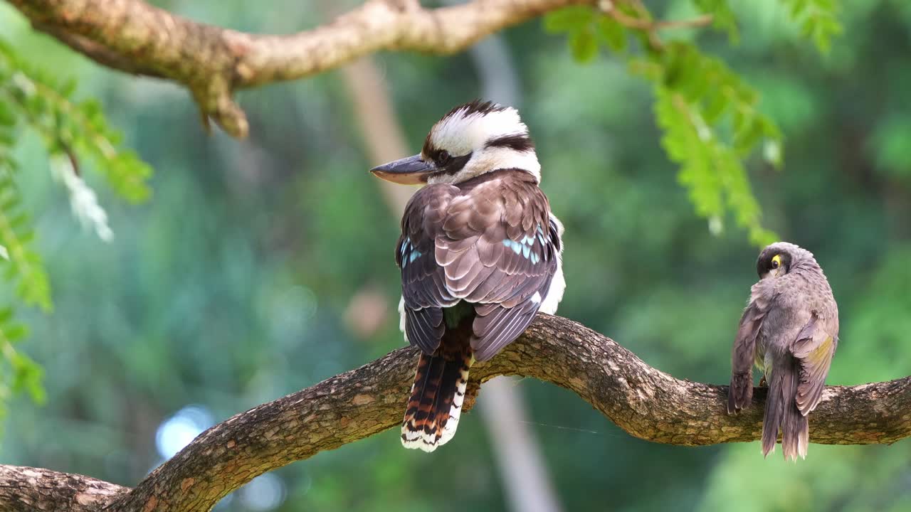 la risa kookaburra, dacelo novaeguineae encaramado en la rama de un árbol, interrumpido por una bandada de mineros ruidosos en un día de viento en los jardines botánicos, retrato en primer plano de especies de aves nativas de australia