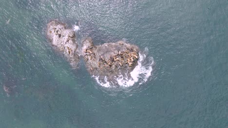 Focas-Y-Leones-Marinos-Juguetones,-Tomando-El-Sol-En-Las-Rocas