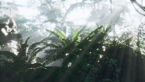 Lush-rain-forest-with-morning-fog