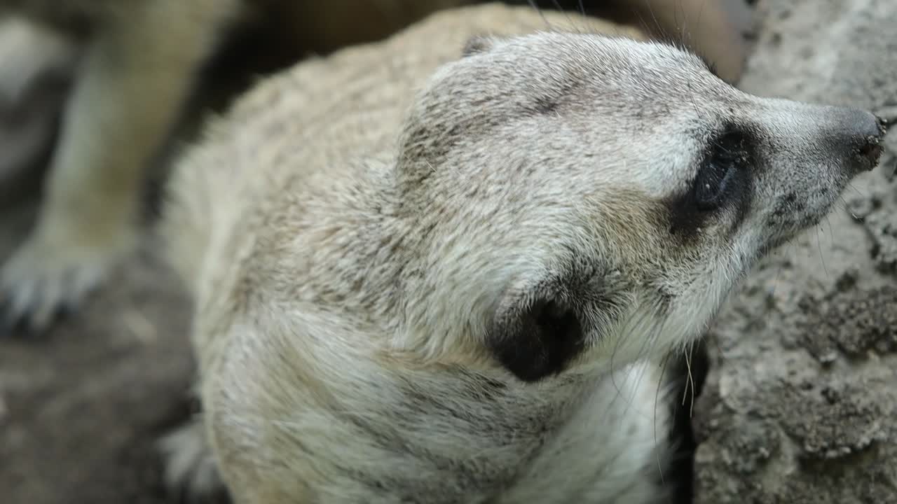 Closeup of Alert Meerkat Looking Around with Curious Expression in Natural Habitat
