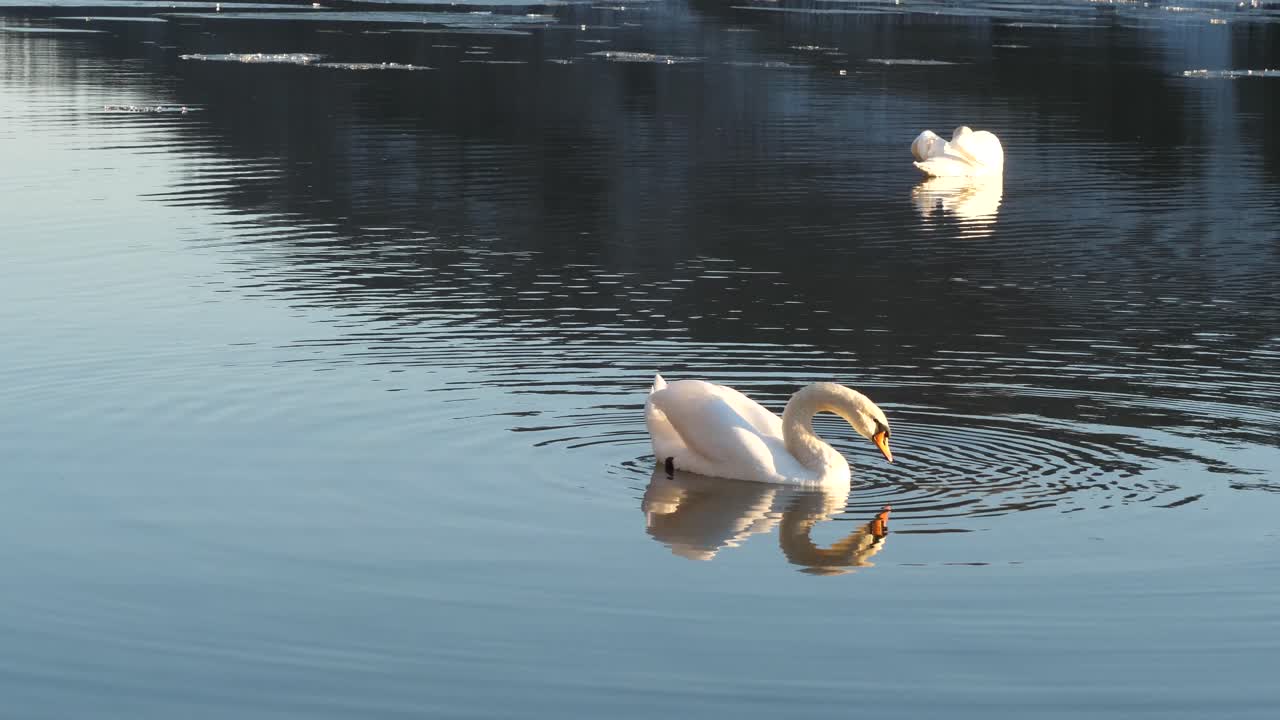 dos cisnes nadando en un lago y reflejando maravilloso en el agua oscura