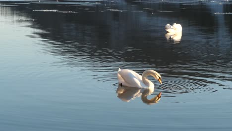 Zwei-Schwäne-Schwimmen-In-Einem-See-Und-Spiegeln-Sich-Wunderbar-Im-Dunklen-Wasser