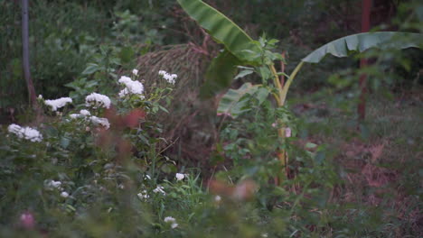 Pan-shot-of-a-garden-located-at-Kalamata,-Greece