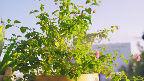 Ein-Sanfter-Wassernebel-Befeuchtet-Leuchtend-Rosa-Blüten,-Die-In-Einer-Topfpflanze-Wachsen