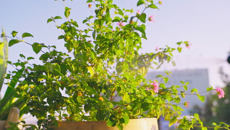 a gentle mist of water hydrates vibrant pink flowers growing in a potted plant