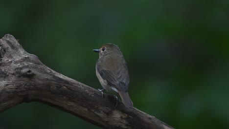 Von-Seinem-Rücken-Aus-Gesehen,-Thront-Er-Auf-Einem-Toten-Ast-Und-Fliegt-Dann-Davon,-Der-Dunkelseitige-Fliegenschnäpper-Muscicapa-Sibirica,-Chonburi,-Thailand