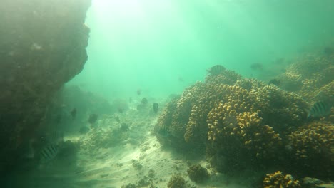 Group-Of-Small-Fish-Swimming-Away-From-Coral-Reefs-In-Clear-Sea-Waters