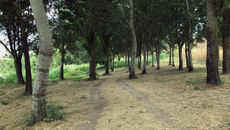 walk through the forest on the river bank