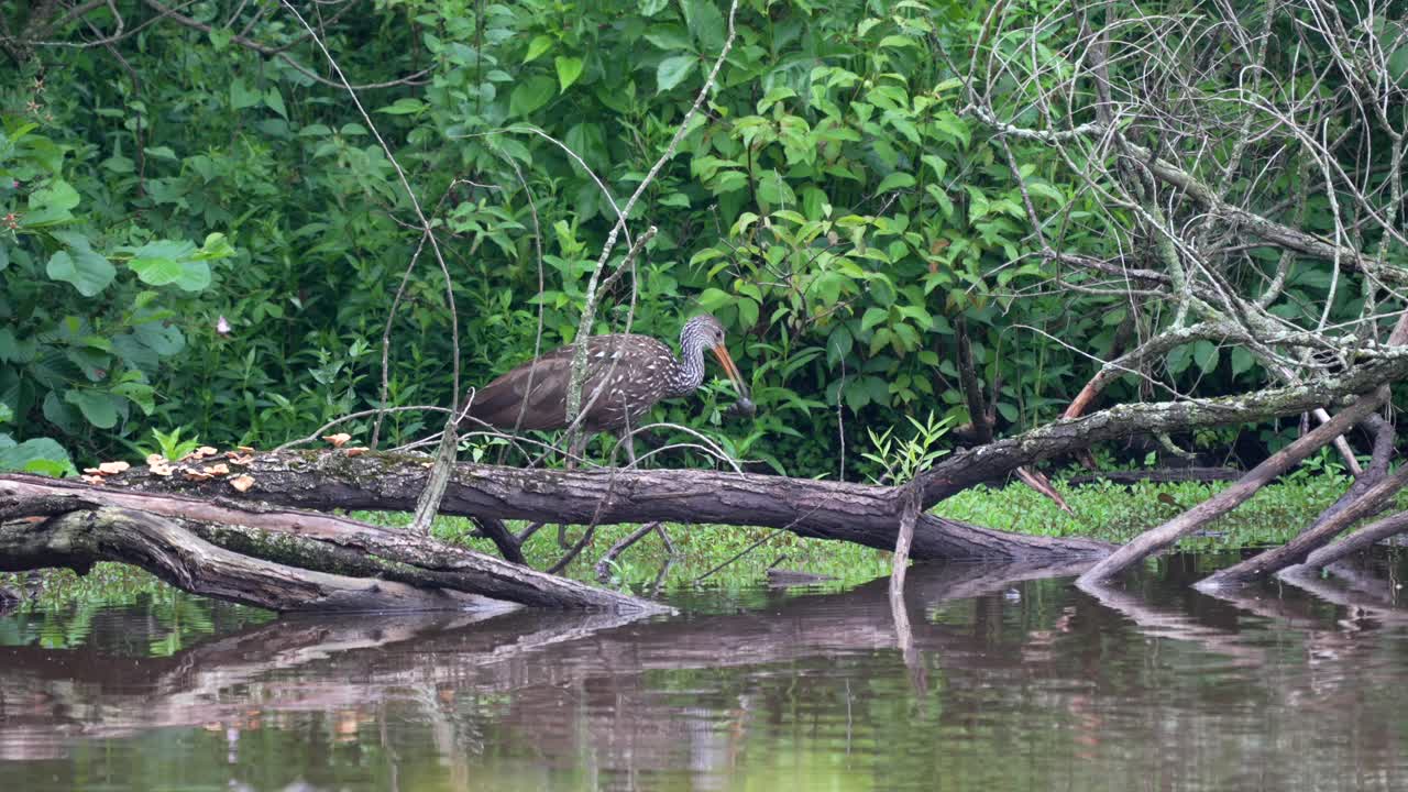 un limpkin o aramus guarauna vadeando en un lago sucio en la luz de la tarde en busca de comida