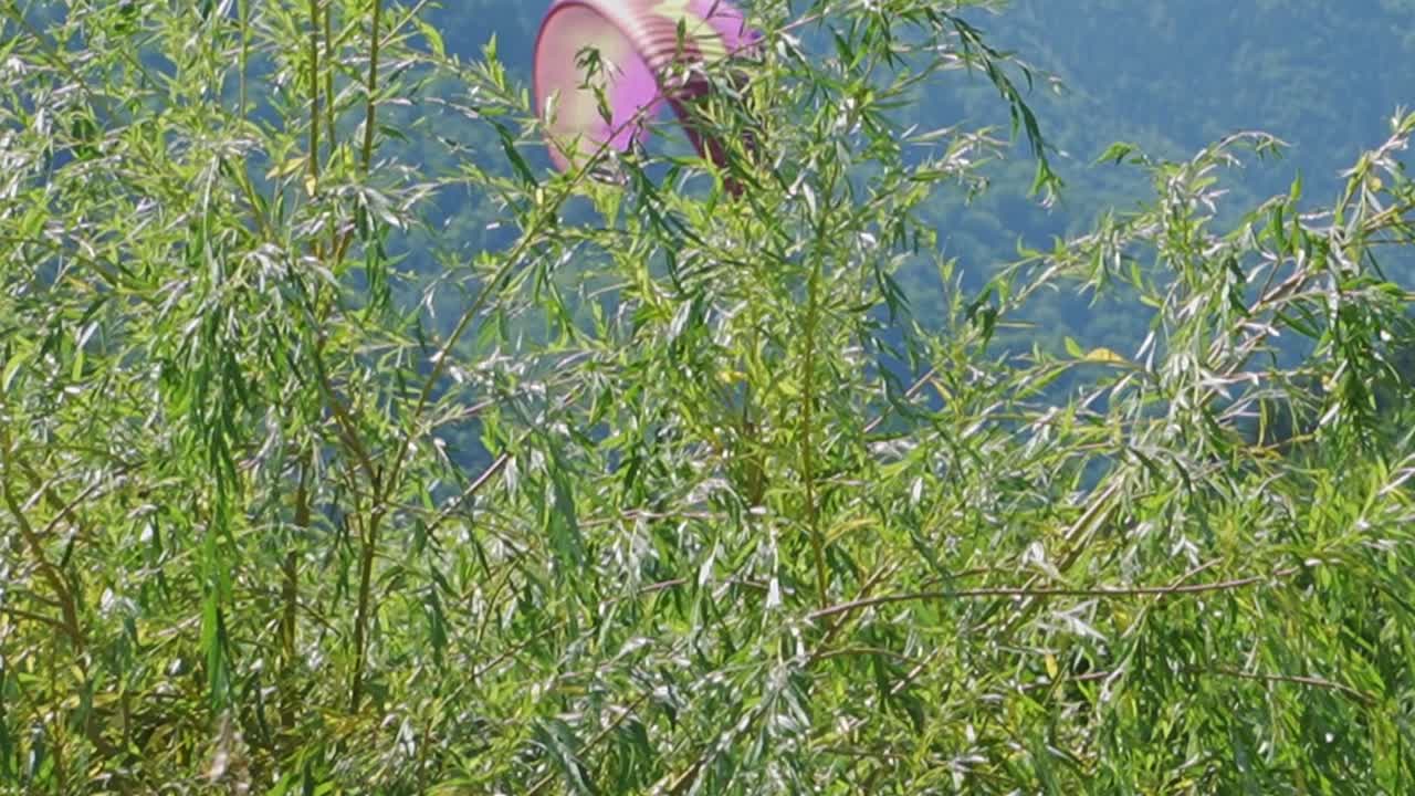 A paraglider lands smoothly, captured through tree leaves, creating a natural, cinematic framing.