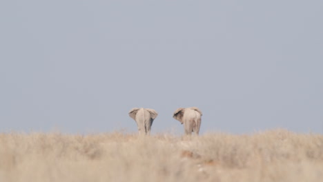 Pair-Of-African-Elephants-Walking-In-The-Plains-On-A-Hot-Day-In-Africa