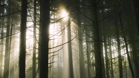 foggy morning in the forest with sunrise peaking through the trees with lens flares