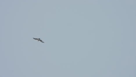águila volando - cielo - alas