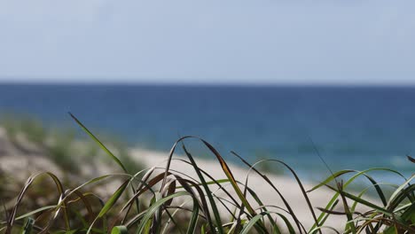 la hierba se balancea cerca de la costa de una playa
