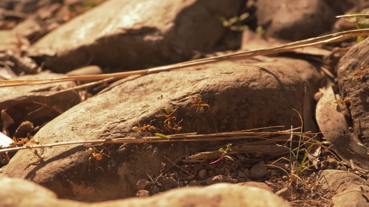 hormigas de fuego caminando sobre piedra y ramitas en el suelo del bosque