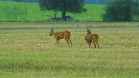 Two-young-European-roe-deer-walking-and-eating-on-a-field-in-the-evening,-medium-shot-from-a-distance