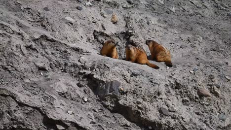 La-Familia-De-Las-Marmotas-De-Cola-Larga-O-De-Las-Marmotas-Doradas-Con-Madriguera