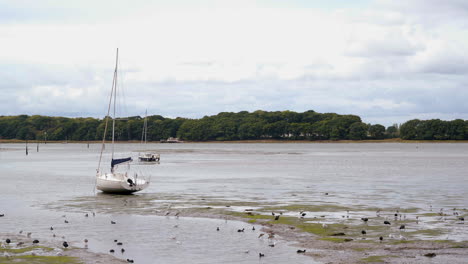 marea baja un puerto de chichester