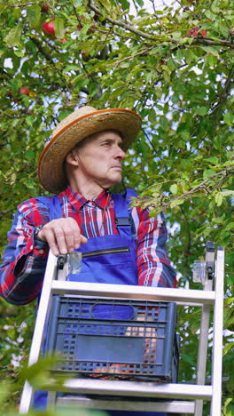 apple farmer harvesting fresh fruits from the tree. organic food farmer picking fresh and ripe apples. vertical video