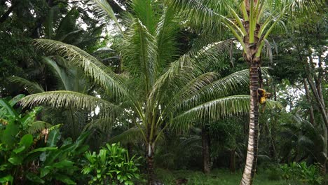 tall palm trees in a beautiful and peaceful backyard with a grill on an overcast day