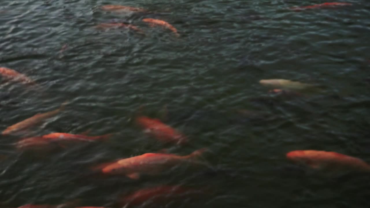 golden fish on the big pond. Red big fish swimming. 4k videos
