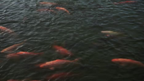 golden fish on the big pond. red big fish swimming. 4k videos