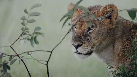 lioness in the rain