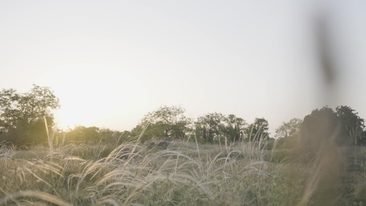 잔디 위 에 해가 지는 것