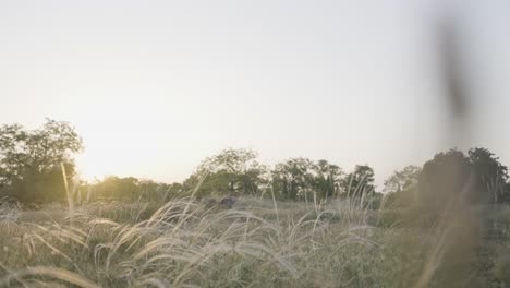 sunset over a grassy field