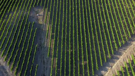 vineyard lines in the italian hills at sunset, top down view