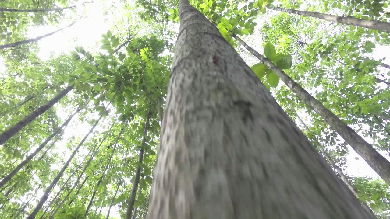 tracking, a tree in the middle of the forest
