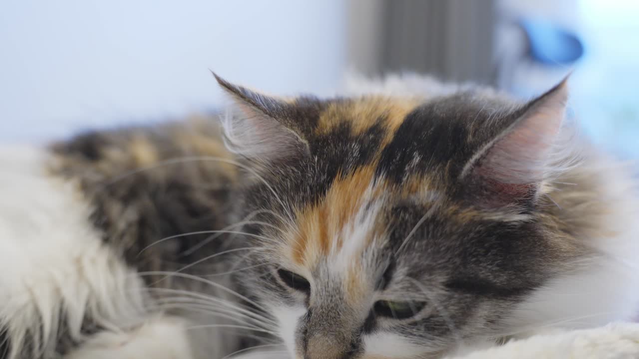 majestuoso gato calico preparándose para dormir en un ambiente doméstico acogedor, vista de cerca