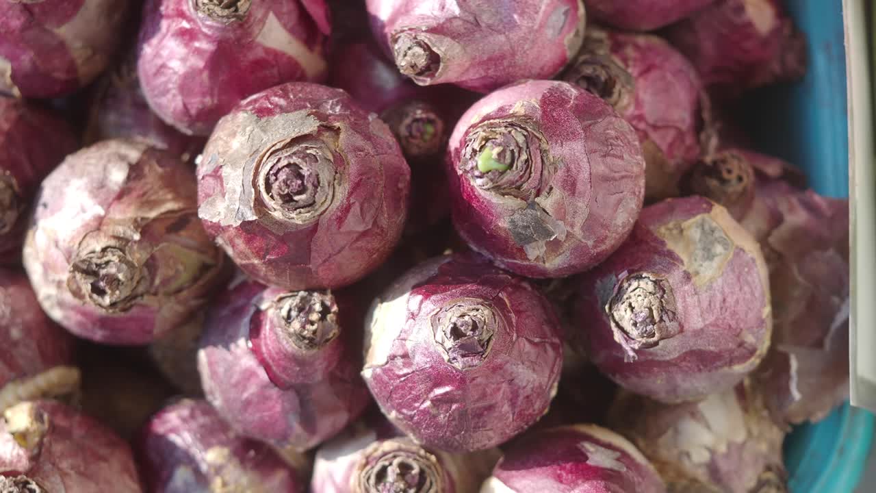 Close-up de bulbos de flores roxas vibrantes