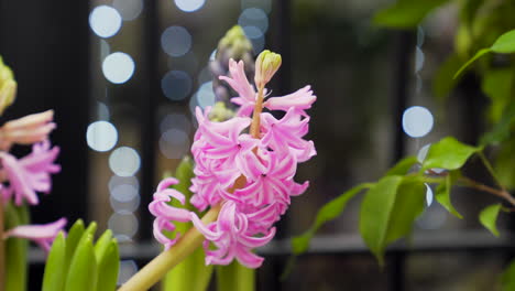 flor rosa jacinto orientalis en la fachada de una floristería con luces en el fondo