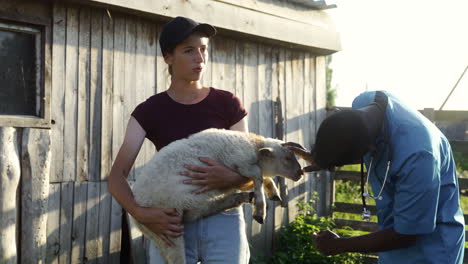 farmer holding big sheep