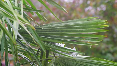 hojas de palma soplando en la brisa en un día lluvioso cubiertas de gotas de agua