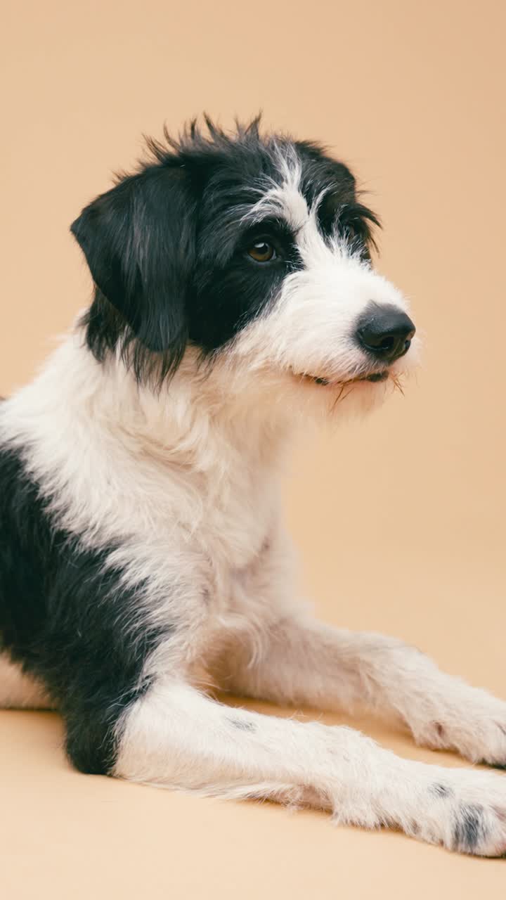 retrato de un perro blanco y negro