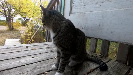 cute tabby cat relaxing on the porch after eating on a sunny day during spring in the country