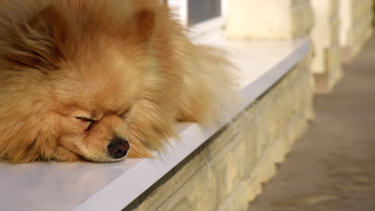 Small pomeranian spitz laying on the window sill outside the home. Sunny day