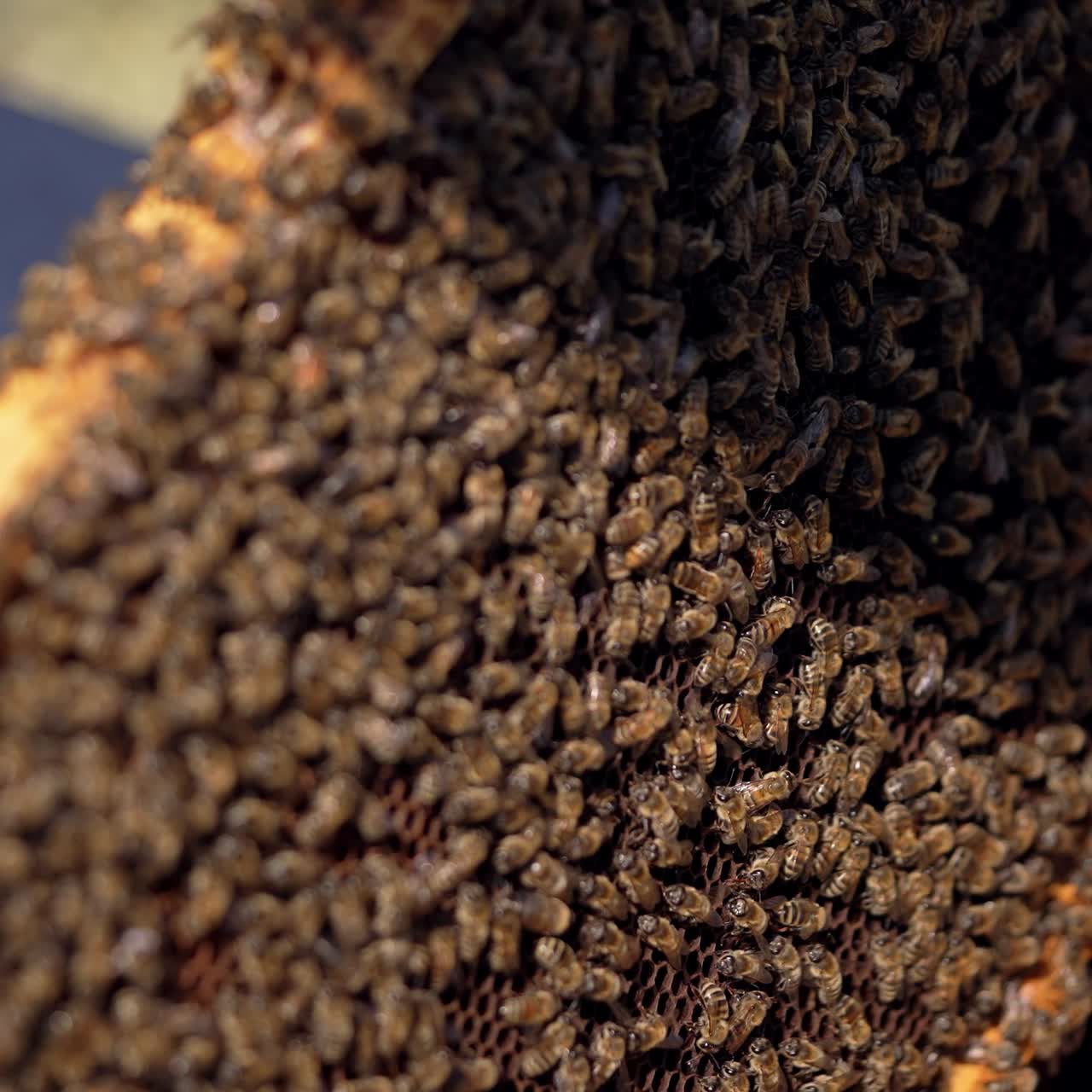 Top of the hive without lid with a lot of bees. Beekeeper taking the beehive frame out of the hive and inspects it. Busy bees crawling and roaming inside the hive