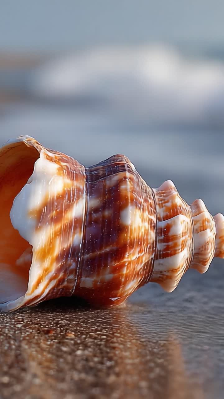 A Beautiful Close-Up of a Seashell on the Shoreline, Showcasing Intricate Patterns and Natural Colors in a Serene Coastal Environment
